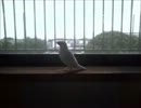 鳥好きが東方風神録を実況プレイpart4
