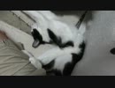 変な格好で寝る #猫