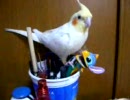 オカメインコのゆず