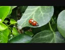 てんとう虫が・・・朝から人前で・・・