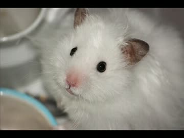 真っ白ハムが、もふもふでかわいすぎる・・・