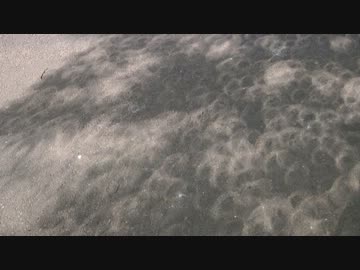 金環日食の木漏れ日と猫