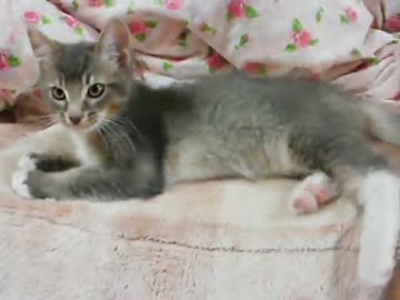 子猫と同棲始めました。