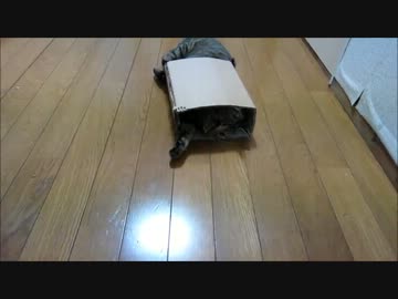 はねかえしてくるぬこ
