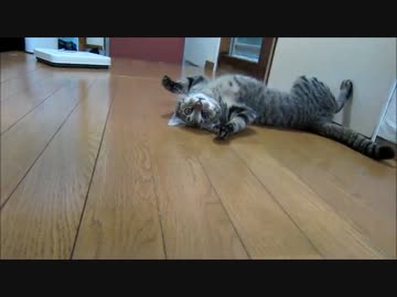 はねかえしてくるぬこ２