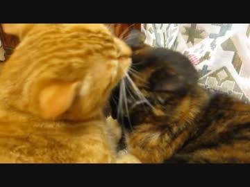 日食と猫