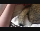 ブンブン丸