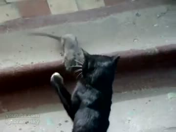 ネコ対ネズミ！　猫がパンチの嵐を繰り出すものの最後は鼠の勝利！