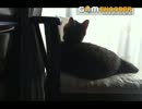 猫の後ろ姿