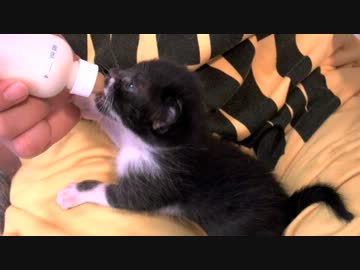 くるねこ大和　20120522