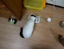 うちの猫35