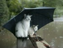 雨の時 GENオリジナル