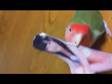 コザクラインコ