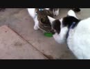 ぬこ 缶詰