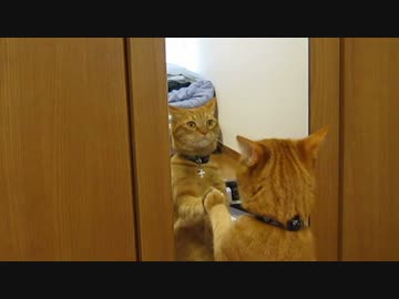 鏡の向こうの猫