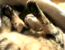アンモニャイトの恍惚