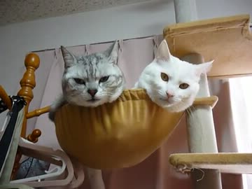 ゆっくりしていってね！こ