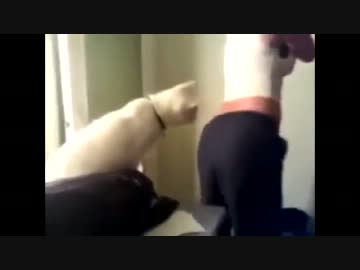 美女のお尻に興味しんしんなネコ