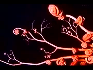 秘境・東京海底谷 ～幻のサメを探せ～ (01 of 02)