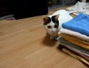 うちの猫37