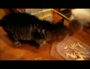 生後2カ月の子猫チビ―オヤツ―