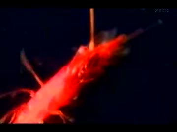 秘境・東京海底谷 ～幻のサメを探せ～ (02 of 02)