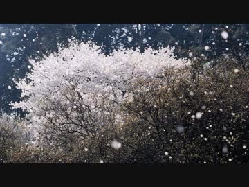 【オリジナル曲】桜舞【（ベタな）和風トランス】