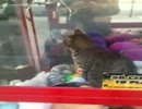UFOキャッチャーの景品にされてしまった猫