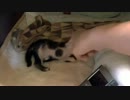 くるねこ大和　20120524 あん胡ちゃん