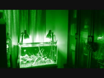 面倒くさがりが60cm水槽を立ち上げてみた　Part.3