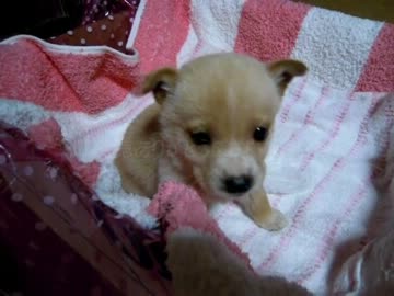 子犬を貰ってきた（番外編：③）