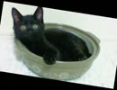 【コミュ2周年記念】黒猫とダブルラリアット歌い回った【黒（猫）歴史】