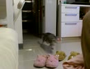 50m走 6.52の猫【アメショのイヴちゃん】