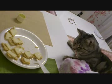 ぼ、ぼくも食べたいにゃ～【アメショのイヴちゃん】