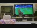 ぼ、ぼくもサッカー日本代表に選ばれたいニャぁ【アメショのイヴちゃん