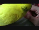 セキセインコ　はっさくちゃ〜ん