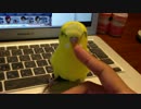 セキセイインコ　トリトリ3