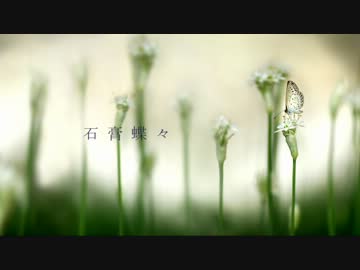 【ニコカラ】　石膏蝶々　【オリジナル曲】