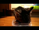 生後2カ月の子猫チビ―カリカリ―
