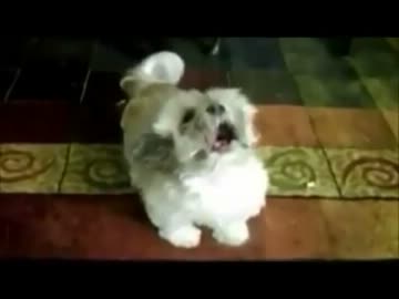 見た目はかわいいのに･･･吠え方がナウい犬