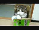 まるです４。-I am Maru 4-