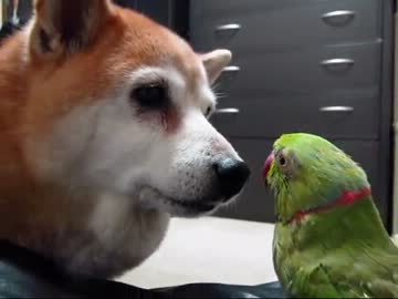 ローズ頑張る！(１２年５月２６日)