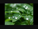 rain stops,good-bye 歌ってみた　ver.  (K)
