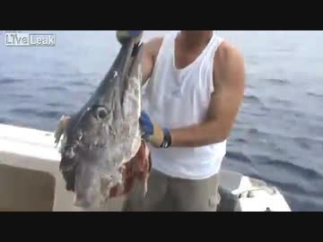 釣り上げたカジキがサメに横取り