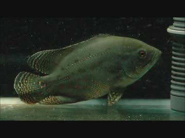 オスカー成長記撮ってみた