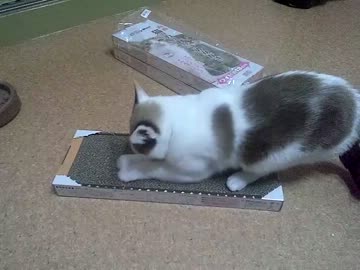 猫がひたすら爪とぎします