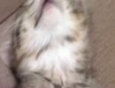 (´・ω・`)レオタちゃんねる