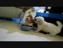 子犬VSぬこ