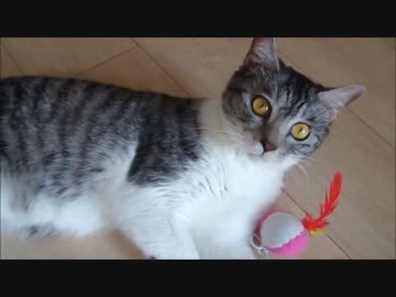猫とおもちゃでまったり＆激しく遊ぶ