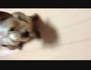 IMG_1586.mov 　ウラン調教中♡